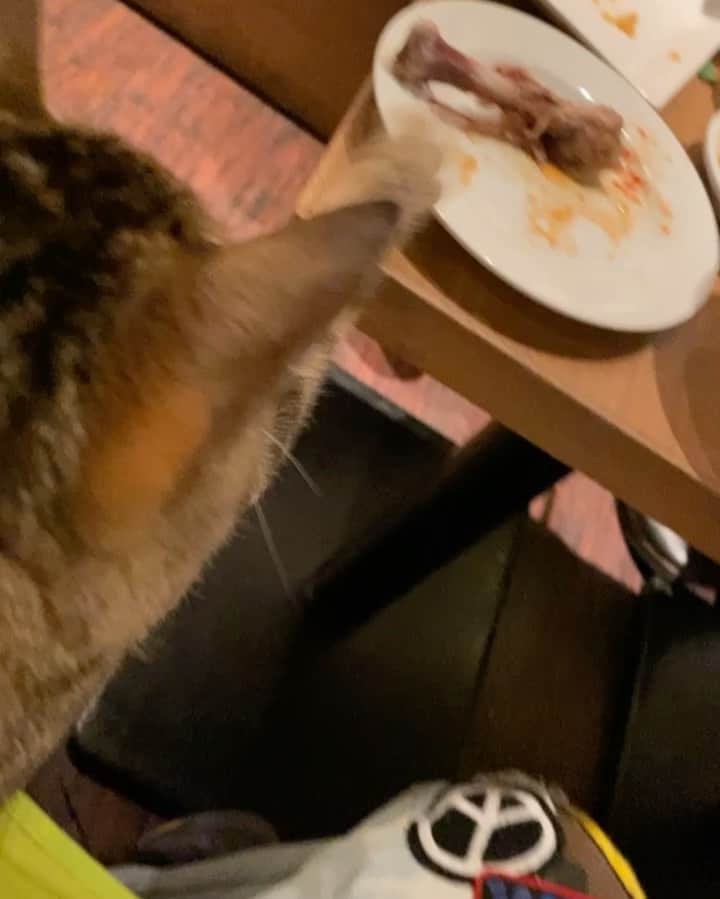 MIHIRO 〜マイロ〜のインスタグラム：「やだ〜😭✨ 何そのパンチ かわいいんですけど〜😍✨  #猫パンチ」