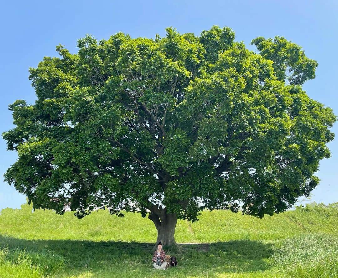 masakiさんのインスタグラム写真 - (masakiInstagram)「Tue.4 May.2021 おはよう。 ブロッコリーの木の下で🥦 全部食べれたらいいのに♡ この木はエノキっていうんだって 都会のオアシス🌳」5月4日 11時04分 - mogurapicassowols