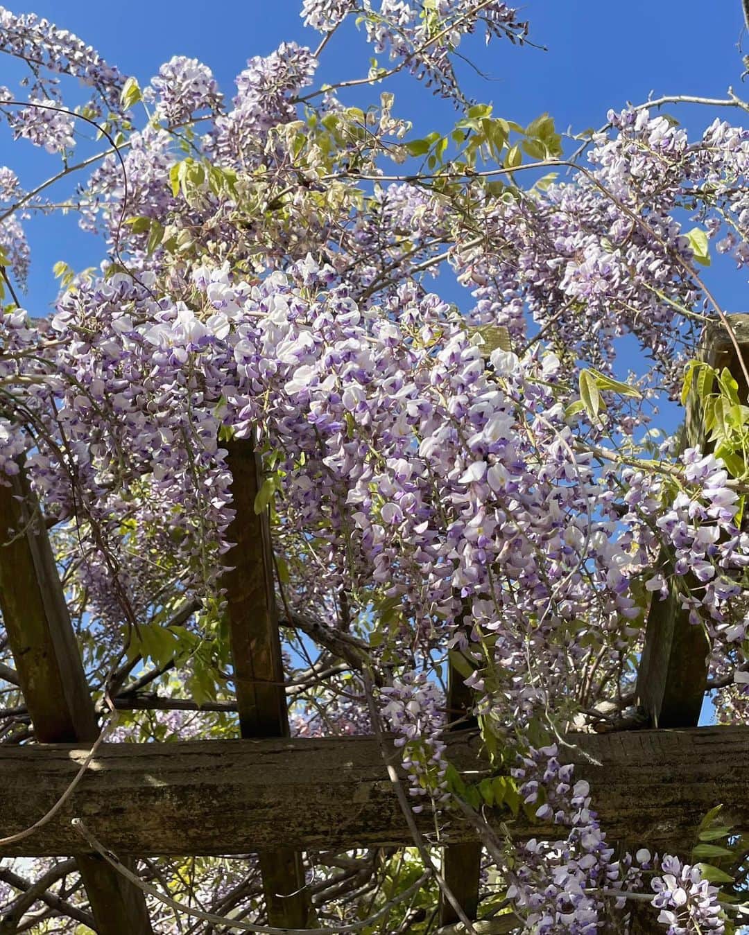 山田佳子さんのインスタグラム写真 - (山田佳子Instagram)「青空が広がって気持ちのよいお天気☀️﻿ 自然の中でパワーチャージ😆💕﻿ ﻿ #青空﻿ #自然﻿ #緑に囲まれて﻿ #元気になる﻿ #いいお天気﻿ #お散歩﻿ #藤の花﻿ #キレイ﻿ #みどりの日﻿ #5月4日」5月4日 21時02分 - yoshiko117