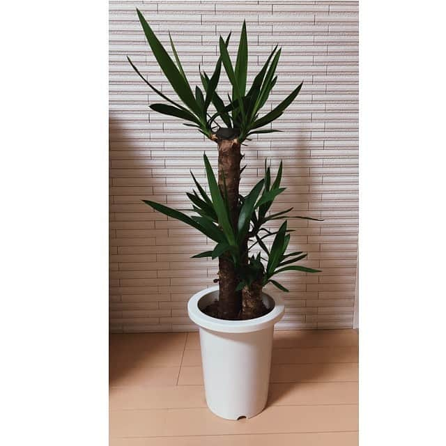 増矢理花さんのインスタグラム写真 - (増矢理花Instagram)「.﻿ 最近ハマってる観葉植物🪴﻿ ベンジャミンバロックは﻿ 葉っぱがよく落ちるので﻿ 結構手が掛かります🥲﻿ でも可愛いですっ🌱﻿ ユッカは植木鉢の色を﻿ 何色にしようか迷ってます🤔﻿ . ちなみに観葉植物の事なら @haruna_kawashima7  大先生に聞けば 何でも答えてくれます👩‍🏫 しっかりタグ付けしました🙋‍♀️ #川島大先生」5月4日 21時16分 - rikamasuya