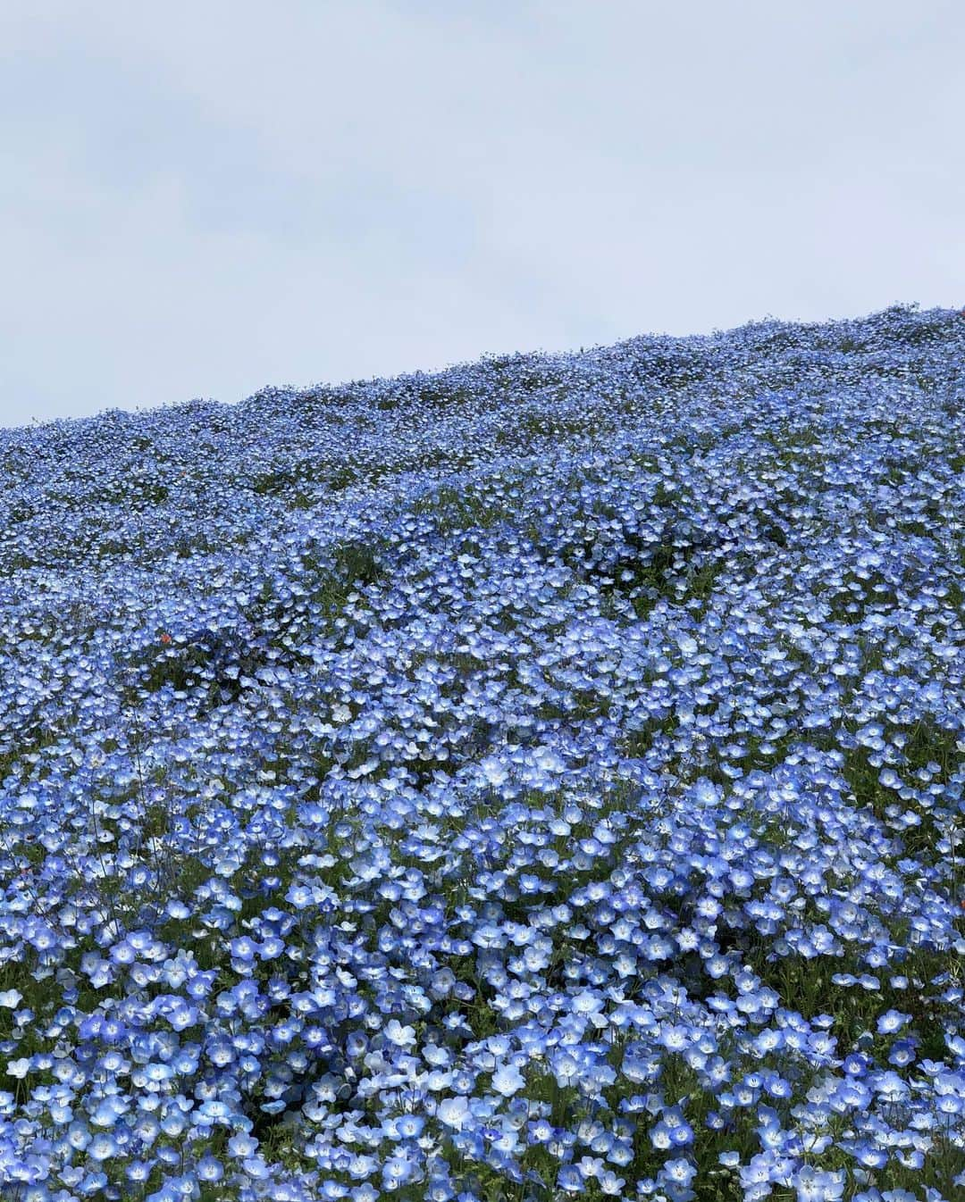 桑島 夢さんのインスタグラム写真 - (桑島 夢Instagram)「.  念願のネモフィラの丘💙  一面ブルーでとっても綺麗だった~🧚🏼‍♂️ 眩しくて目が開かなくてこのポーズ（笑）  ネモフィラソフトが美味しすぎたよ🤤💙💙  ちょっと終わりかけだったから次は満開の時に行きたいな🥺💓  #ネモフィラ#ネモフィラの丘#ネモフィラ畑 #国営ひたち海浜公園#ひたち海浜公園#Darich#ダーリッチ#ブラウスコーデ」5月4日 21時19分 - yumepi23