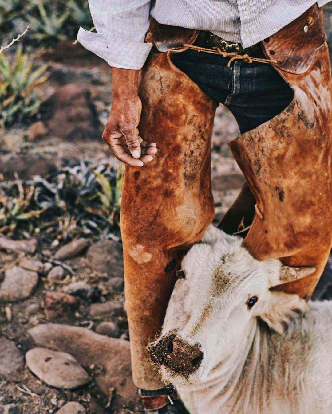 National Geographic Creativeさんのインスタグラム写真 - (National Geographic CreativeInstagram)「Photo by @balazsgardi / Thirsty and starving, the cattle that Mexico’s Baja vaqueros depend on are already withering as the summer heat approaches. At Nary Arce Aguilar’s ranch, a hungry cow plunges into fire to snatch a piece of palm leaf. Another stray cow he finds is too weak to stand, and left to die.」5月4日 21時43分 - natgeointhefield