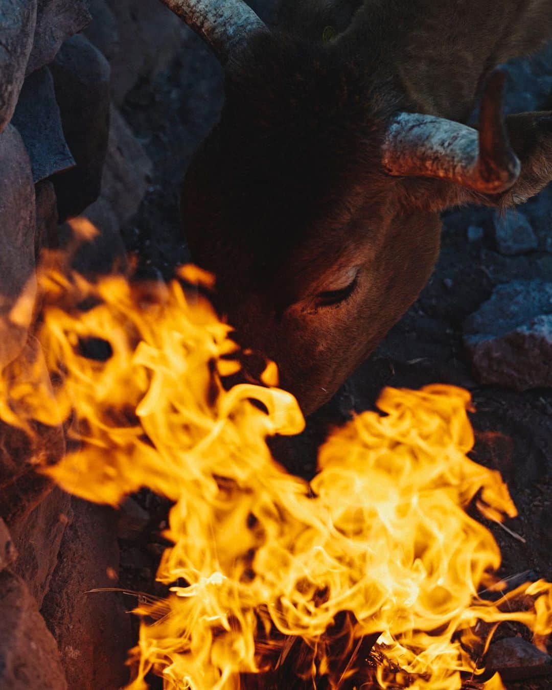 National Geographic Creativeのインスタグラム：「Photo by @balazsgardi / Thirsty and starving, the cattle that Mexico’s Baja vaqueros depend on are already withering as the summer heat approaches. At Nary Arce Aguilar’s ranch, a hungry cow plunges into fire to snatch a piece of palm leaf. Another stray cow he finds is too weak to stand, and left to die.」