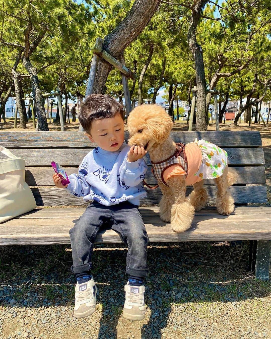 Ayaさんのインスタグラム写真 - (AyaInstagram)「かわいい2人どうぞ👦🏻🐶🧡 久しぶりにちゃんと撮れたかもって ゆう写真と動画📸✨ . #1歳8ヶ月👦🏻 #3歳2ヶ月🐶 #おやつ取られた🍪 #赤ちゃんと犬  #赤ちゃんじゃないか #トイプードル #ビションフリーゼ  #ミックス犬 #男の子ベビー」5月4日 22時15分 - aya__fit