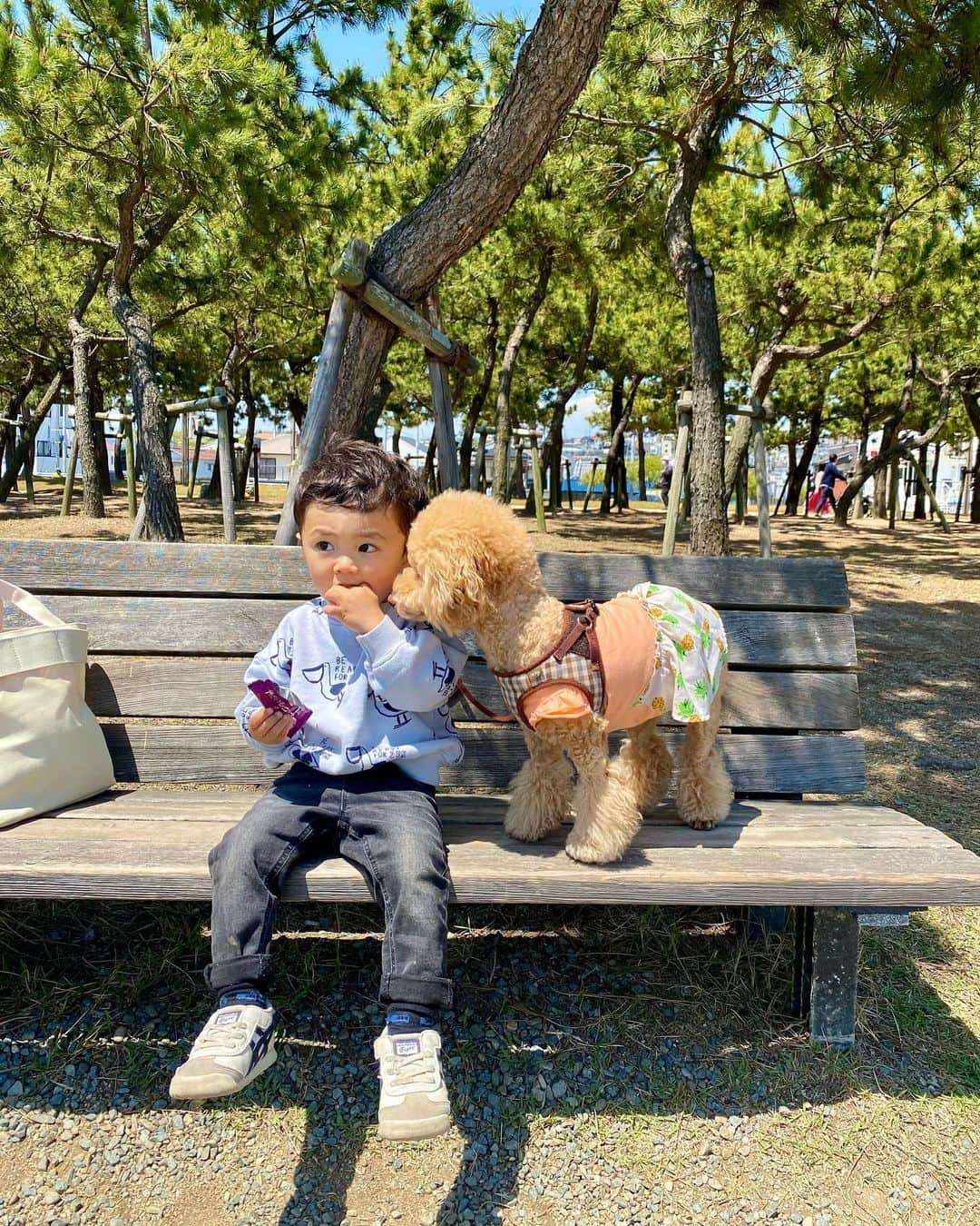 Ayaさんのインスタグラム写真 - (AyaInstagram)「かわいい2人どうぞ👦🏻🐶🧡 久しぶりにちゃんと撮れたかもって ゆう写真と動画📸✨ . #1歳8ヶ月👦🏻 #3歳2ヶ月🐶 #おやつ取られた🍪 #赤ちゃんと犬  #赤ちゃんじゃないか #トイプードル #ビションフリーゼ  #ミックス犬 #男の子ベビー」5月4日 22時15分 - aya__fit