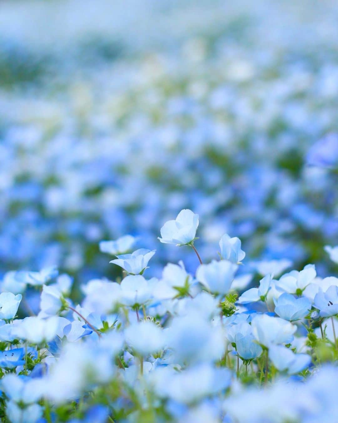 shin_goのインスタグラム：「2374 2021.5.4tue ここに撮りに来るのもなんだか久しぶりな…。  #ネモフィラ #馬見丘陵公園 #奈良 #奈良が好き #flower #flowers #flowerstagram #flowerphotography」