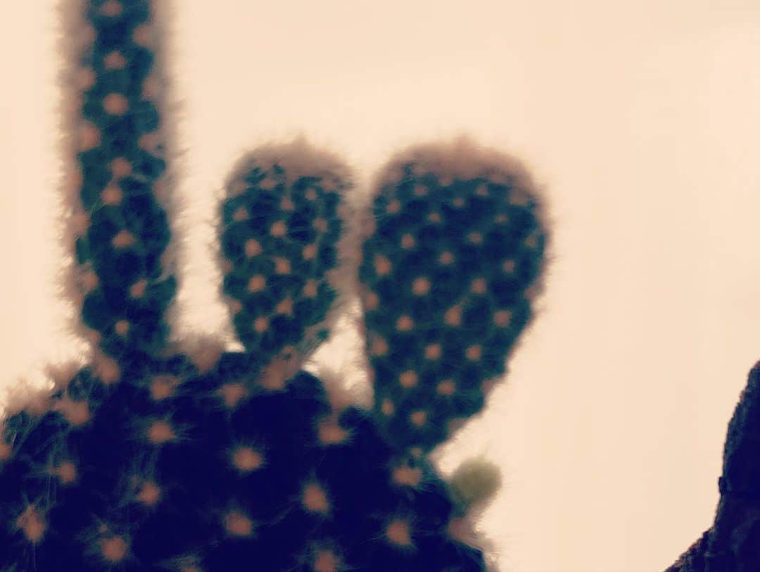 高柳愛実さんのインスタグラム写真 - (高柳愛実Instagram)「. 妹から貰ったサボテン。 本日新芽を発見。 かわいすぎる。。🤦‍♀️」5月4日 20時00分 - takayanagi_manami