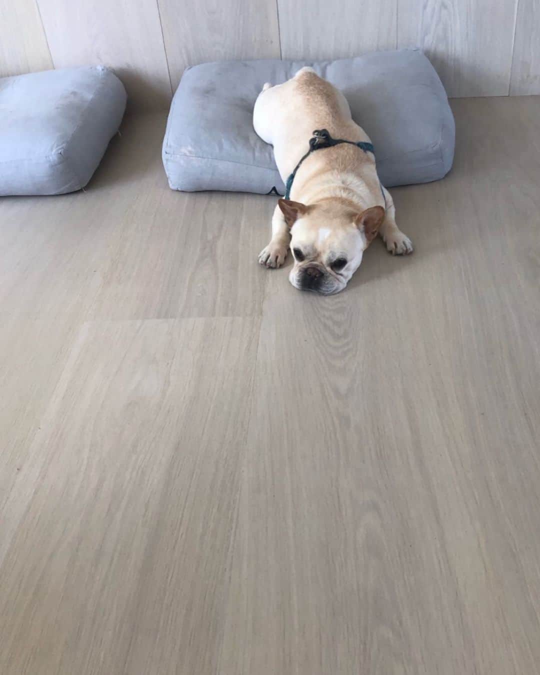 ヒュー・ジャックマンのインスタグラム：「When Dali joined our family, we had a trainer come to the apartment. He walked in and said “Oh you have a Frenchie .. I’m not going to waste my time or take your money.” We love Dali. Trained or not.」