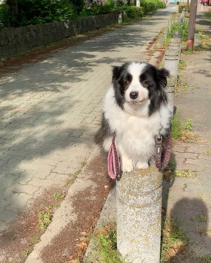 犬バカ部宣伝部長のインスタグラム