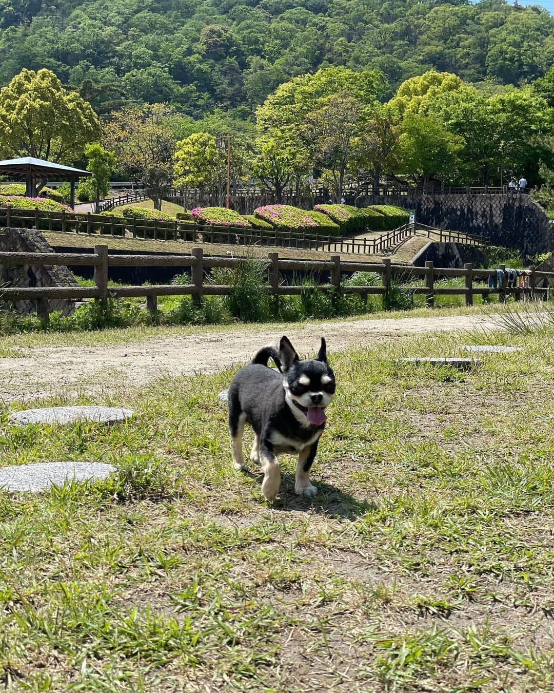 山田佳子さんのインスタグラム写真 - (山田佳子Instagram)「青空が広がって気持ちのよいお天気☀️﻿ 太陽の下でお散歩を楽しむレノンとマイケル🐶🐾﻿ ﻿ #青空﻿ #自然﻿ #緑に囲まれて﻿ #犬のお散歩﻿ #心地よい﻿ #いいお天気﻿ #マイケル﻿ #レノン﻿ #愛犬﻿ #chiwawa #みどりの日 #5月4日」5月4日 20時49分 - yoshiko117