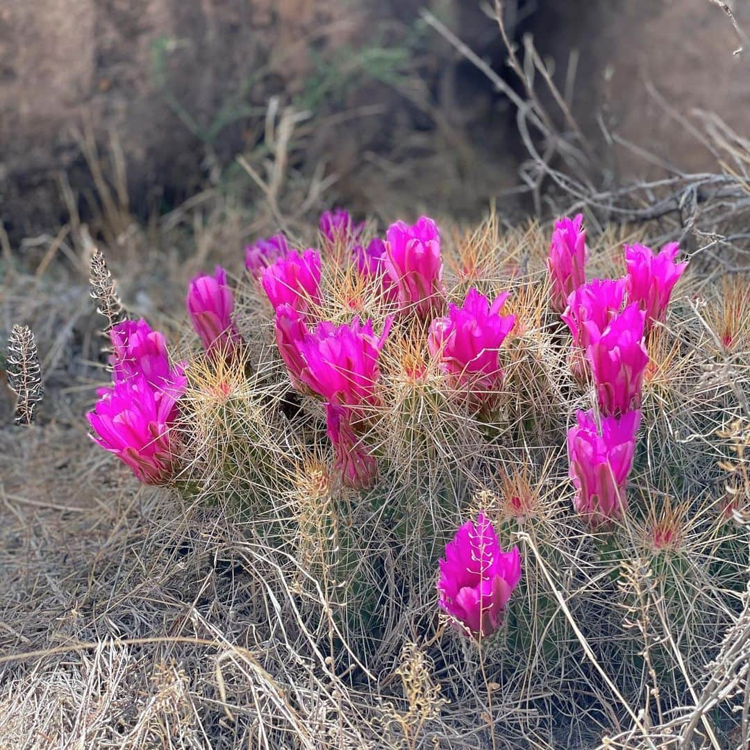 佐藤唯さんのインスタグラム写真 - (佐藤唯Instagram)「Big bend national park🌵🌼 花がとっても綺麗な季節です🥰 ・ #テキサス生活 #オースティン#ビッグベン国立公園 #texas🇨🇱 #bigbendnationalpark #beautifulnature #cuctasflower #balancerock」5月5日 0時30分 - y3u2i9