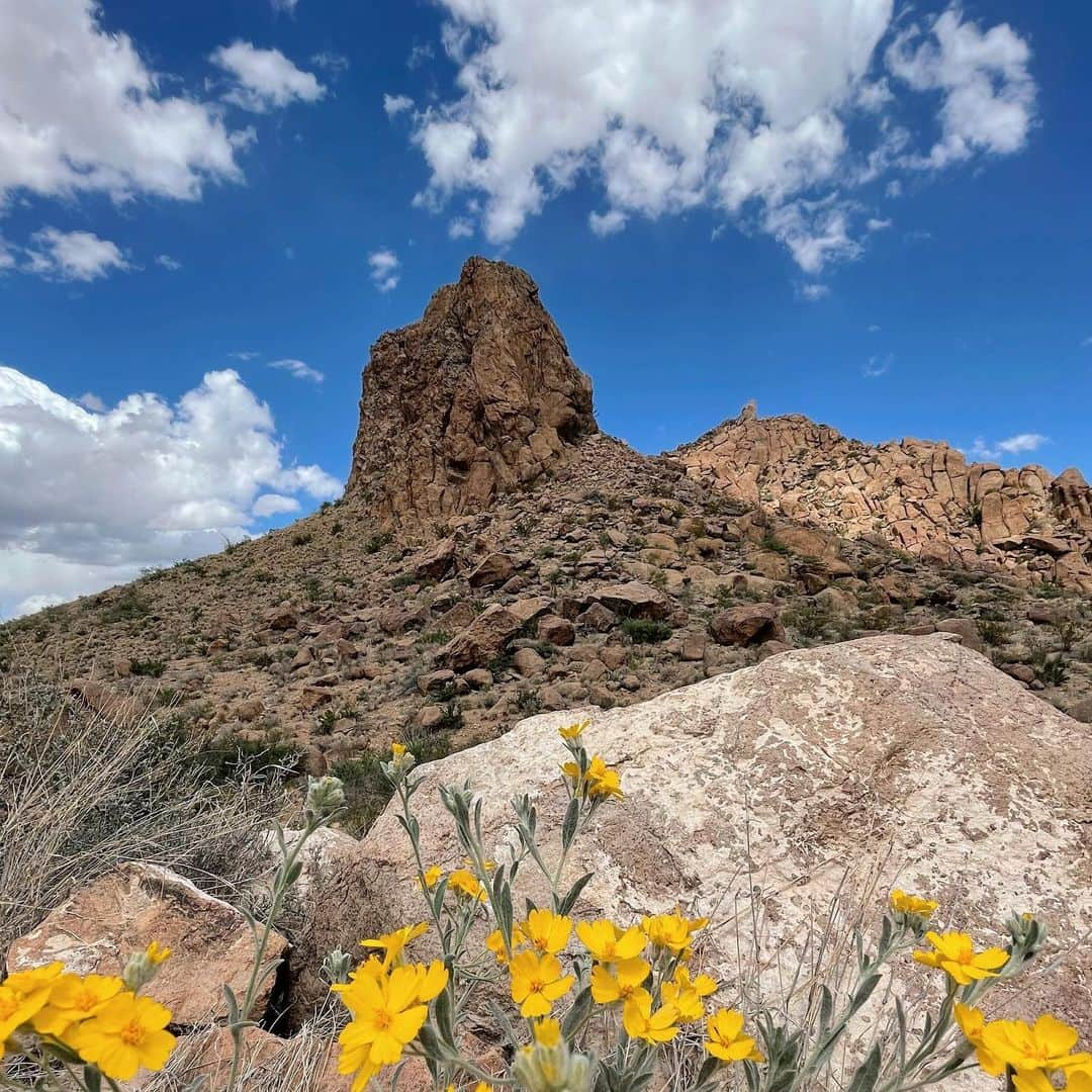 佐藤唯さんのインスタグラム写真 - (佐藤唯Instagram)「Big bend national park🌵🌼 花がとっても綺麗な季節です🥰 ・ #テキサス生活 #オースティン#ビッグベン国立公園 #texas🇨🇱 #bigbendnationalpark #beautifulnature #cuctasflower #balancerock」5月5日 0時30分 - y3u2i9