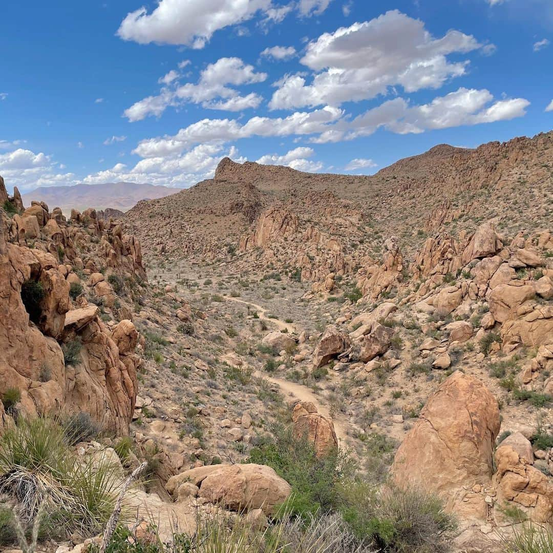 佐藤唯のインスタグラム：「Big bend national park🌵🌼 花がとっても綺麗な季節です🥰 ・ #テキサス生活 #オースティン#ビッグベン国立公園 #texas🇨🇱 #bigbendnationalpark #beautifulnature #cuctasflower #balancerock」