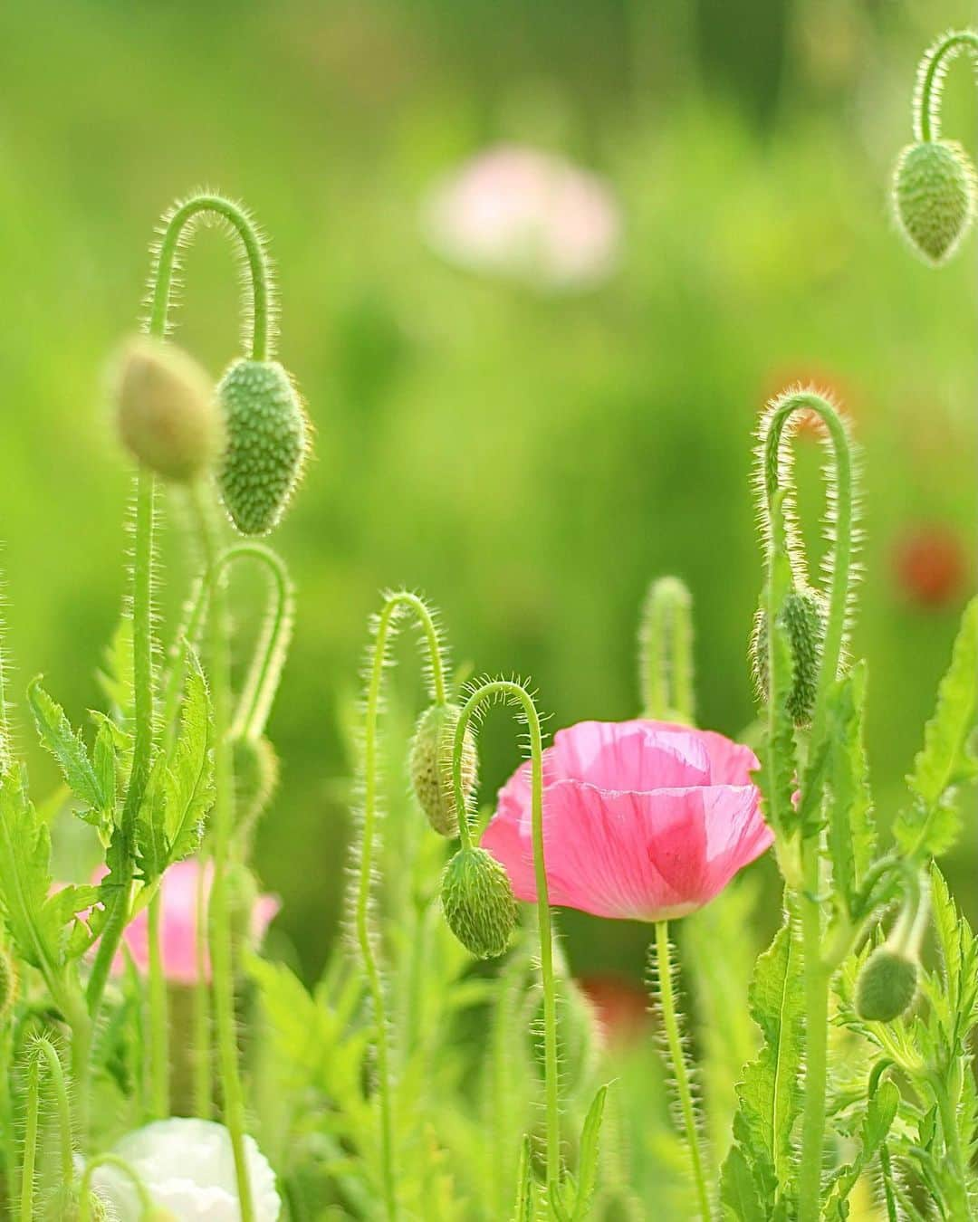 shin_goのインスタグラム：「2375 2021.5.5wed  #ポピー #ハルジオン #ヒメジオン #flower #flowers #flowerstagram #flowerphotography #馬見丘陵公園 #奈良 #奈良が好き」