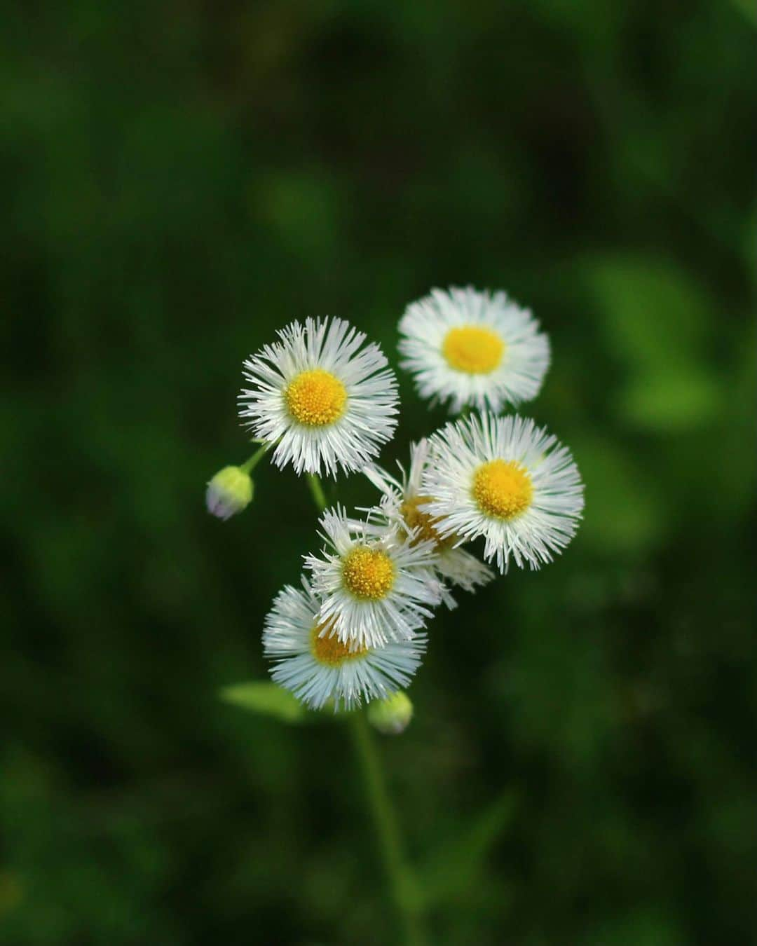 shin_goさんのインスタグラム写真 - (shin_goInstagram)「2375 2021.5.5wed  #ポピー #ハルジオン #ヒメジオン #flower #flowers #flowerstagram #flowerphotography #馬見丘陵公園 #奈良 #奈良が好き」5月5日 15時54分 - shi_n_go_m_0530