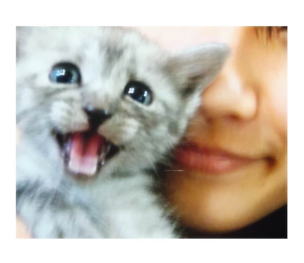吉岡里帆さんのインスタグラム写真 - (吉岡里帆Instagram)「zz Z  こんな小さかったなんて。 後、舐めすぎて毛並みが。笑  #こどもの日 　#チーズ」5月5日 13時44分 - riho_yoshioka