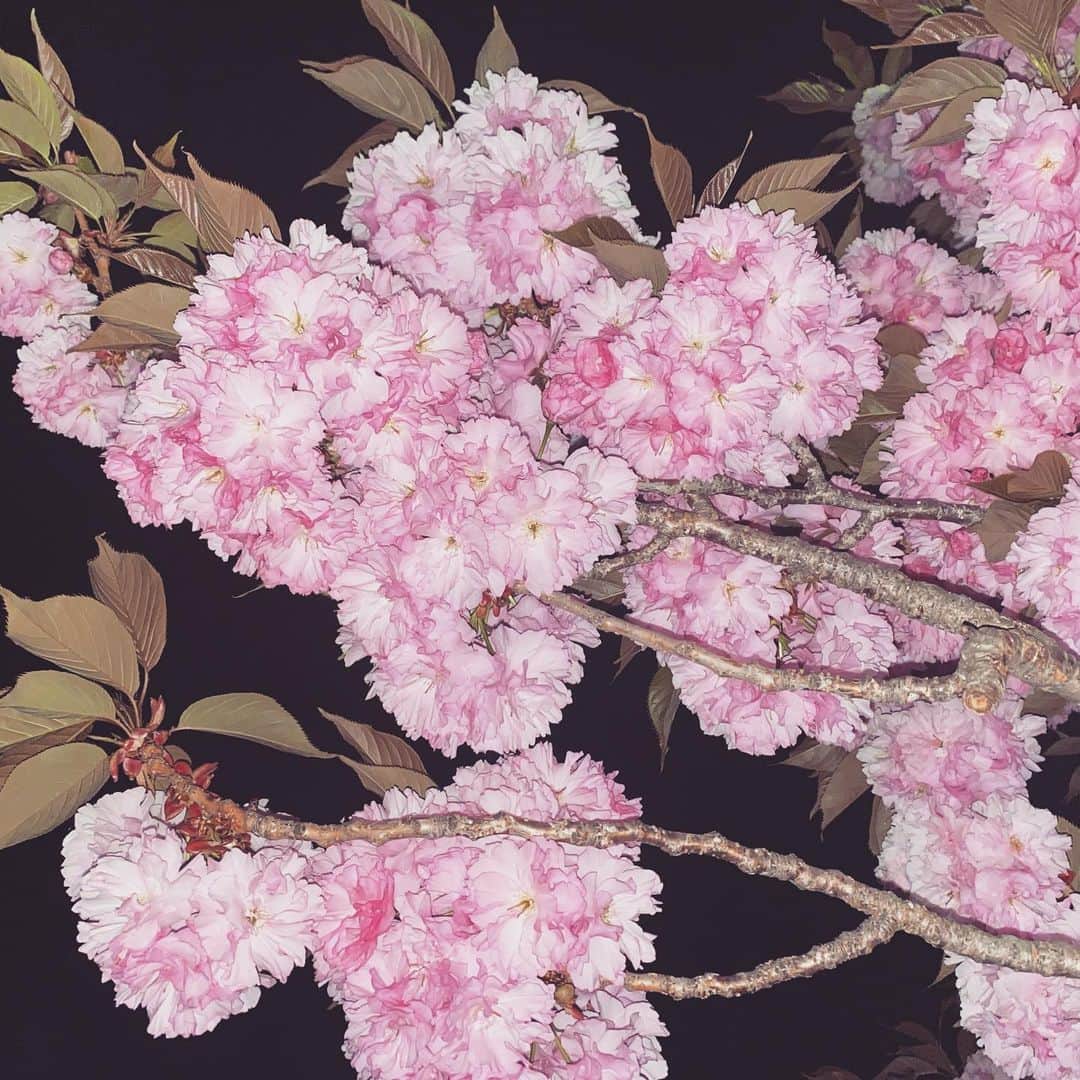 ときさんのインスタグラム写真 - (ときInstagram)「今の時期に咲く桜🌸🌃」5月5日 14時08分 - toki_ringomusume