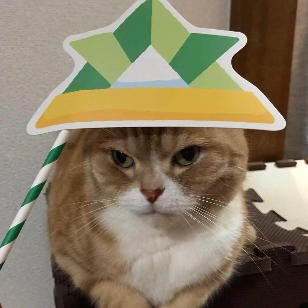 かんちゃんさんのインスタグラム写真 - (かんちゃんInstagram)「． ． 子供の日🎏🐾 ． ． #スコティッシュフォールド #猫  #cat  #cats #ねこ #ネコ #子供の日　#鯉のぼり #札幌 #sapporo」5月5日 21時39分 - kan___chan