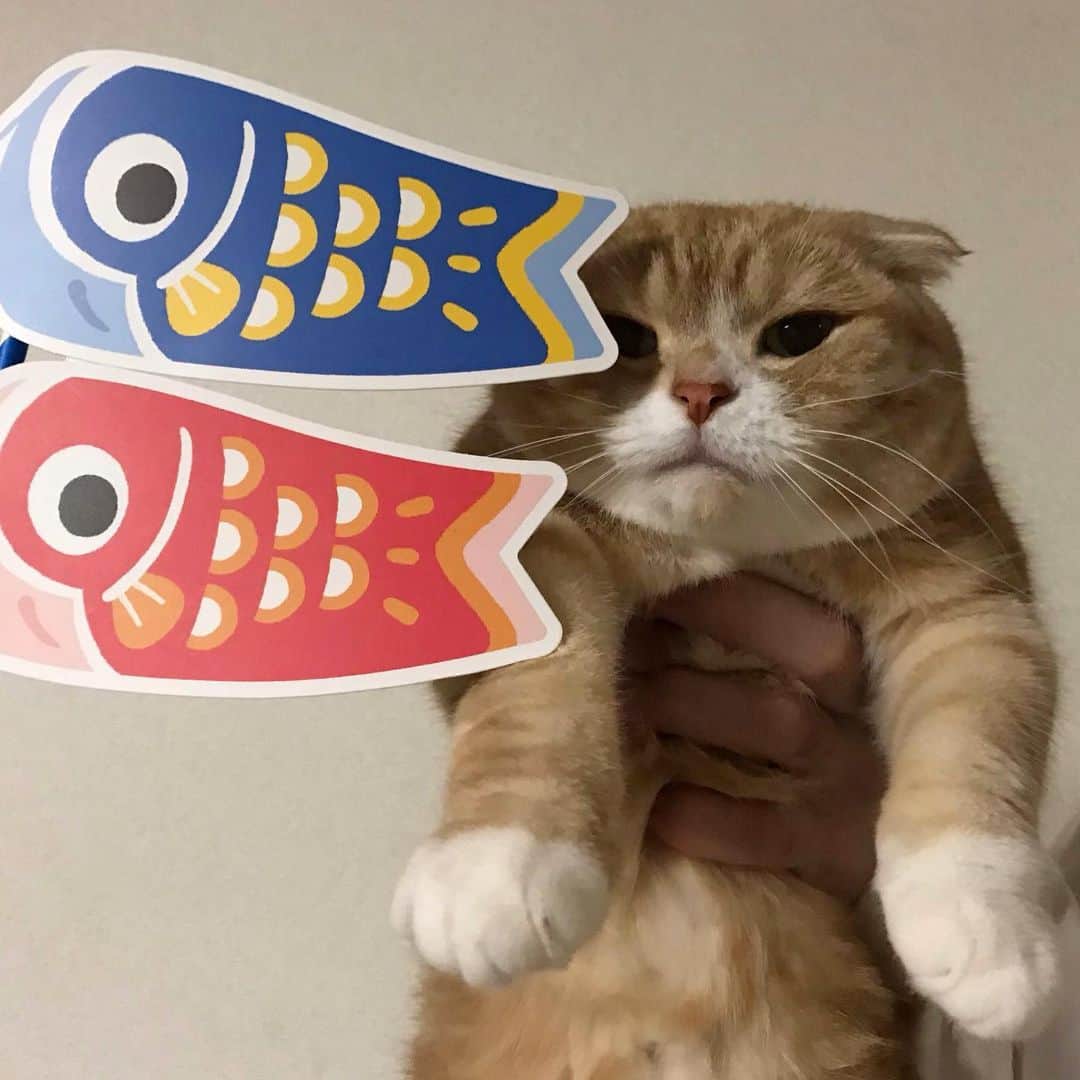 かんちゃんのインスタグラム：「． ． 子供の日🎏🐾 ． ． #スコティッシュフォールド #猫  #cat  #cats #ねこ #ネコ #子供の日　#鯉のぼり #札幌 #sapporo」