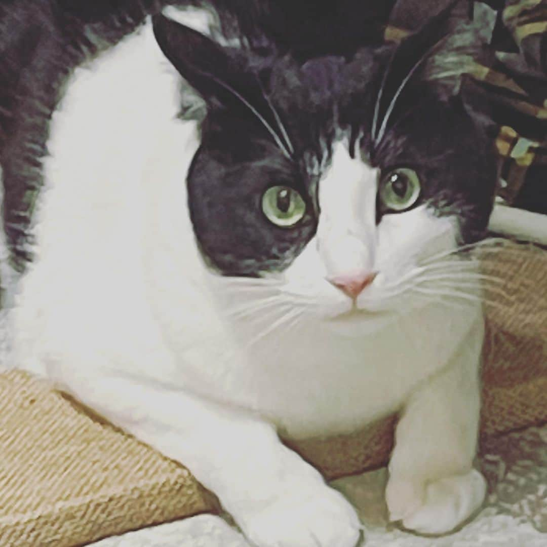 桐生真弥さんのインスタグラム写真 - (桐生真弥Instagram)「うちの大猫！ 部屋の中のいろんなものを大破壊した後の顔です！！！  #東スポニャ #にゃんすたぐらむ #猫のいる暮らし #ねこ部」5月5日 21時46分 - mahiro_tjpw