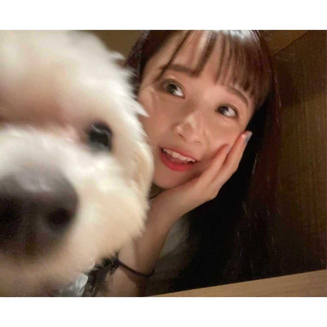 森戸知沙希さんのインスタグラム写真 - (森戸知沙希Instagram)「とうふちゃんとぽんちゃんの再会🐶💓 　　 　　　 　　 先日、久しぶりに会えました〜 ぽんちゃんの人見知り、、、なおらないかなぁ…😌💦笑  　　　　 　　　　 　　　　 　　　　　  #morningmusume21  #helloproject  #モーニング娘21  #とうふちゃん  #ぽんちゃん  #ぽんず  #愛犬  #犬スタグラム  #ぽんすタグラム🐶  #冷やっこ  @miki_nonaka.official」5月5日 22時52分 - chisaki__morito.official