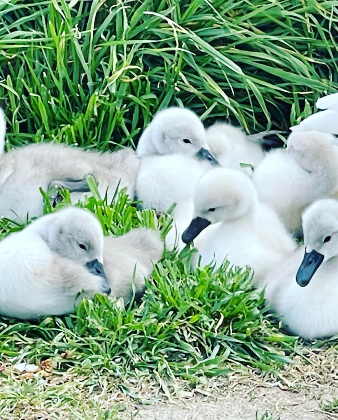 布袋寅泰さんのインスタグラム写真 - (布袋寅泰Instagram)「白鳥の親子が可愛すぎてたまらない。ふわふわのいたいけなちびちゃんたちをお父さんは睨みを利かせて守ってる。柔らかな陽射しにうとうとする子もいて、周りにいた我々人間をふにゃふにゃに幸せにしてくれました。自然を守ろう！#londonlife #swan #白鳥」5月6日 10時19分 - hotei_official