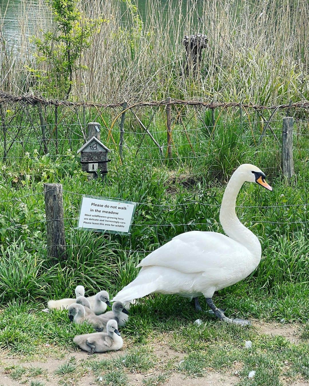 布袋寅泰さんのインスタグラム写真 - (布袋寅泰Instagram)「白鳥の親子が可愛すぎてたまらない。ふわふわのいたいけなちびちゃんたちをお父さんは睨みを利かせて守ってる。柔らかな陽射しにうとうとする子もいて、周りにいた我々人間をふにゃふにゃに幸せにしてくれました。自然を守ろう！#londonlife #swan #白鳥」5月6日 10時19分 - hotei_official