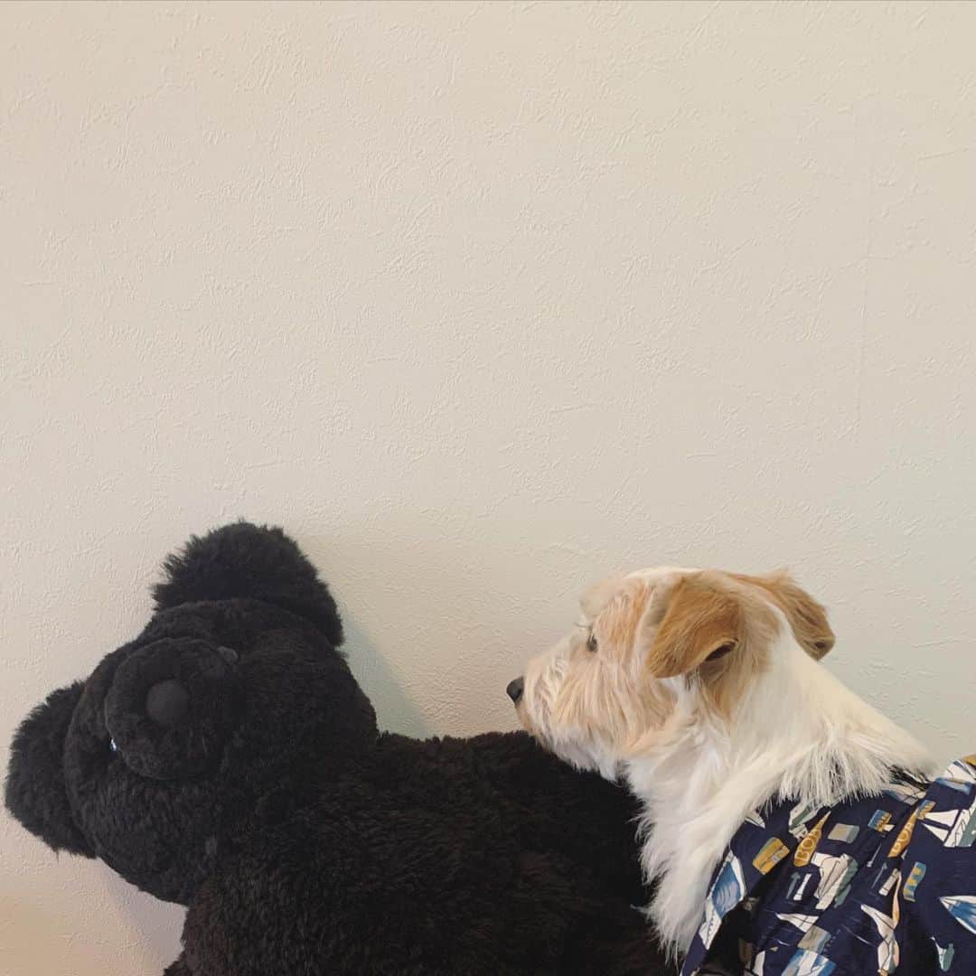松本妃代さんのインスタグラム写真 - (松本妃代Instagram)「いぬとくま」5月6日 10時43分 - kiyomatsumoto