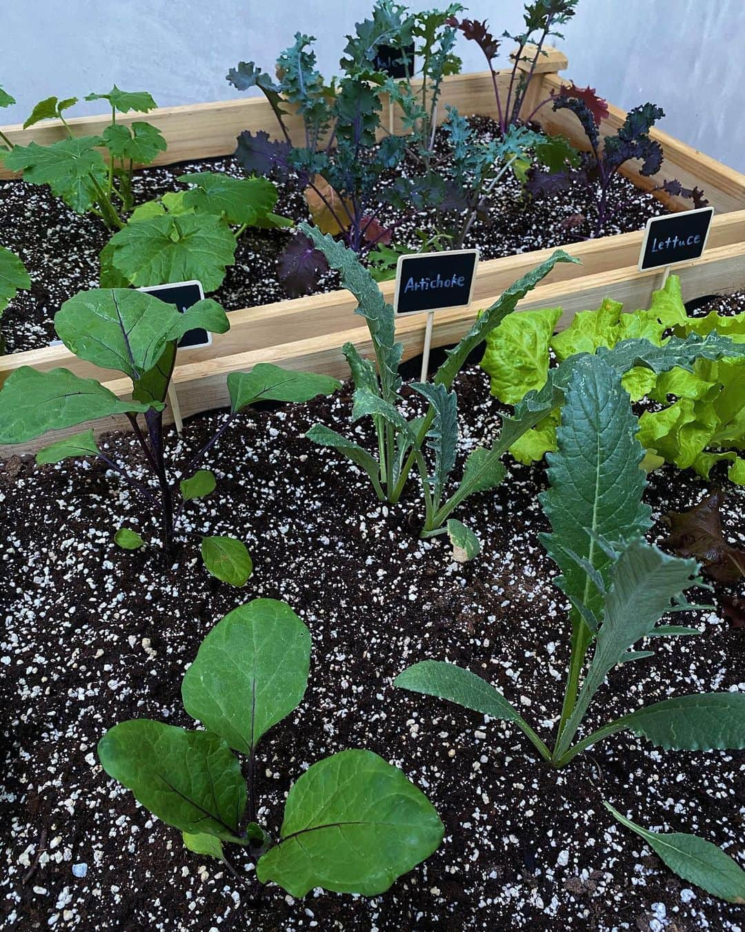 ローラさんのインスタグラム写真 - (ローラInstagram)「Planting my cute little garden for the future🌱🍆🥬今日は家庭菜園が地球環境に与えるすばらしい効果をつたえるねっ♪  日本のスーパーで並んでいるお野菜は、国内だけではなくて海外からの輸入も多くて、食品の生産地と消費地が遠ければ遠いほど船やトラックから排出される排気ガス（CO2）がおおくなってしまい、地球温暖化を加速させてしまう原因にもなってしまうの。そして、農林水産省によると、日本は世界のなかでも国民一人当たりのフードマイレージが世界一と言われているの🥺 お家で育てられなくてもスーパーでお買い物をするときに、無農薬のお野菜や地元のお野菜を選ぶだけでもエコアクションなんだよ🌱 そして、家庭からでるゴミの4割以上は生ゴミといわれていて、その生ゴミをコンポストしてまた肥料にすることができるから、お家の中でサステイナブルな循環型のサイクル（地球の本当の姿）ができて、なによりも、土に触れたり水やりをする事は自然と調和ができて、大自然からの恵みに感謝する気持ちが大きくなって自分の心にもハッピーの芽がたくさん増えるとおもうんだぁ^o^  以上でしたぁ💕🍓🥒✨🍆🌼お家にみつばちちゃんがやってきますように🐝　#sustainableLIFE #地産地消」5月6日 11時13分 - rolaofficial