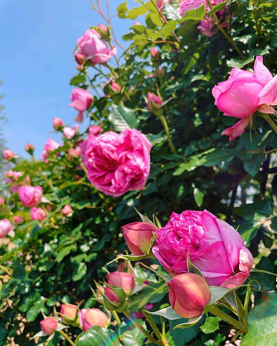 倉地美晴さんのインスタグラム写真 - (倉地美晴Instagram)「・ おはよう🌹  #goodmorning #rose #sun #summer #morningroutine #morning #spring #flowers」5月6日 8時31分 - miharu_kurachi