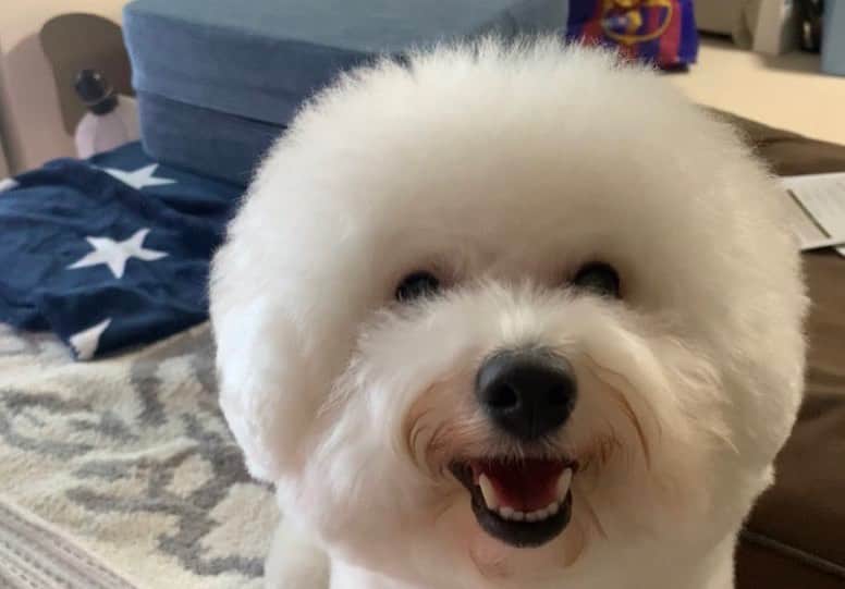 ハナマサのインスタグラム：「久しぶりに動画更新しました✌️ はなまさ先生は今日も元気です🐕  #hanamasagram #ビションフリーゼ」