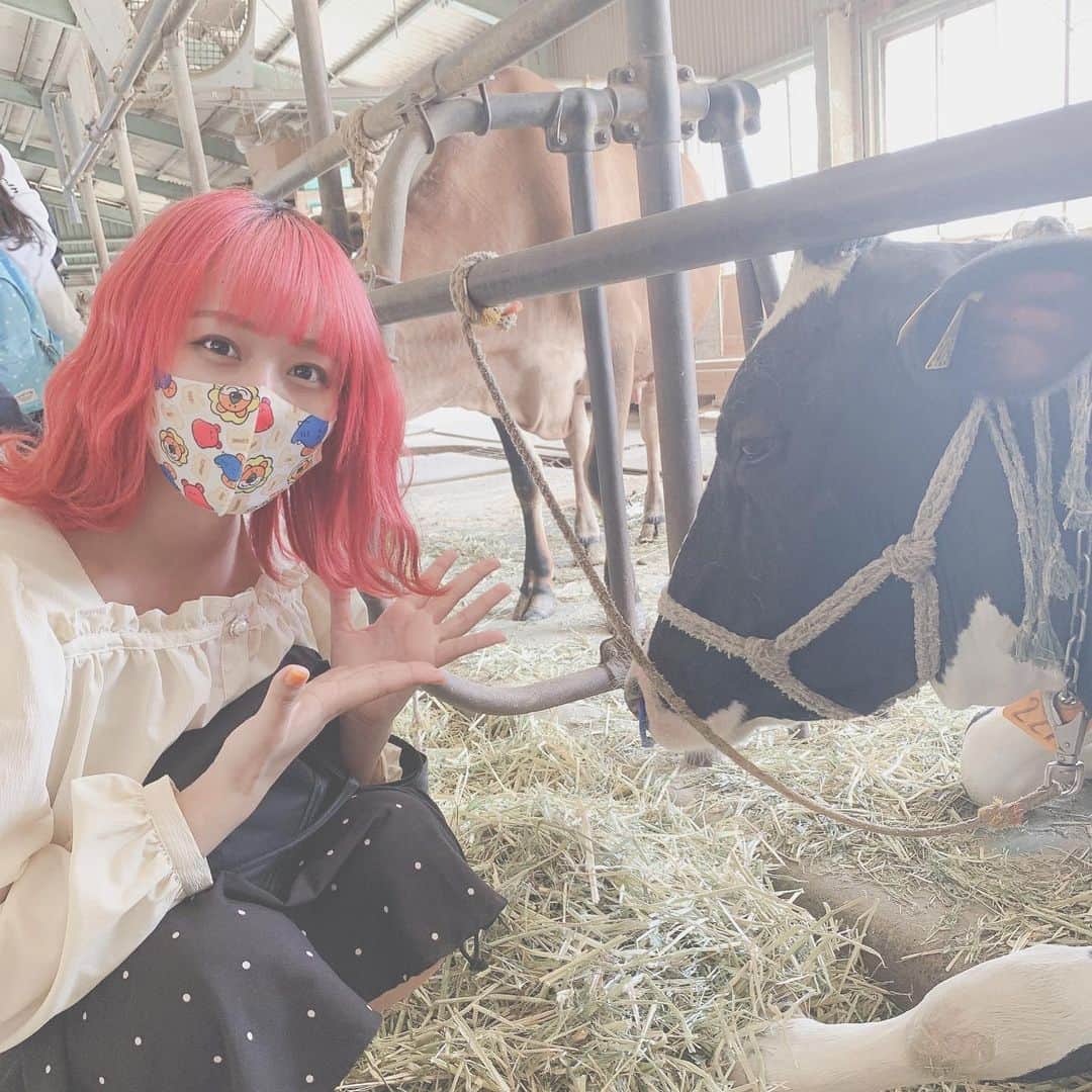 橋本からあげのインスタグラム：「可愛いうしちゃんと撮りました。牛乳美味しかった🐮  ﻿ ﻿ ﻿ ﻿ ﻿ ﻿ ﻿ ﻿ ﻿ #成田ゆめ牧場 #牧場 #千葉観光 #千葉グルメ」