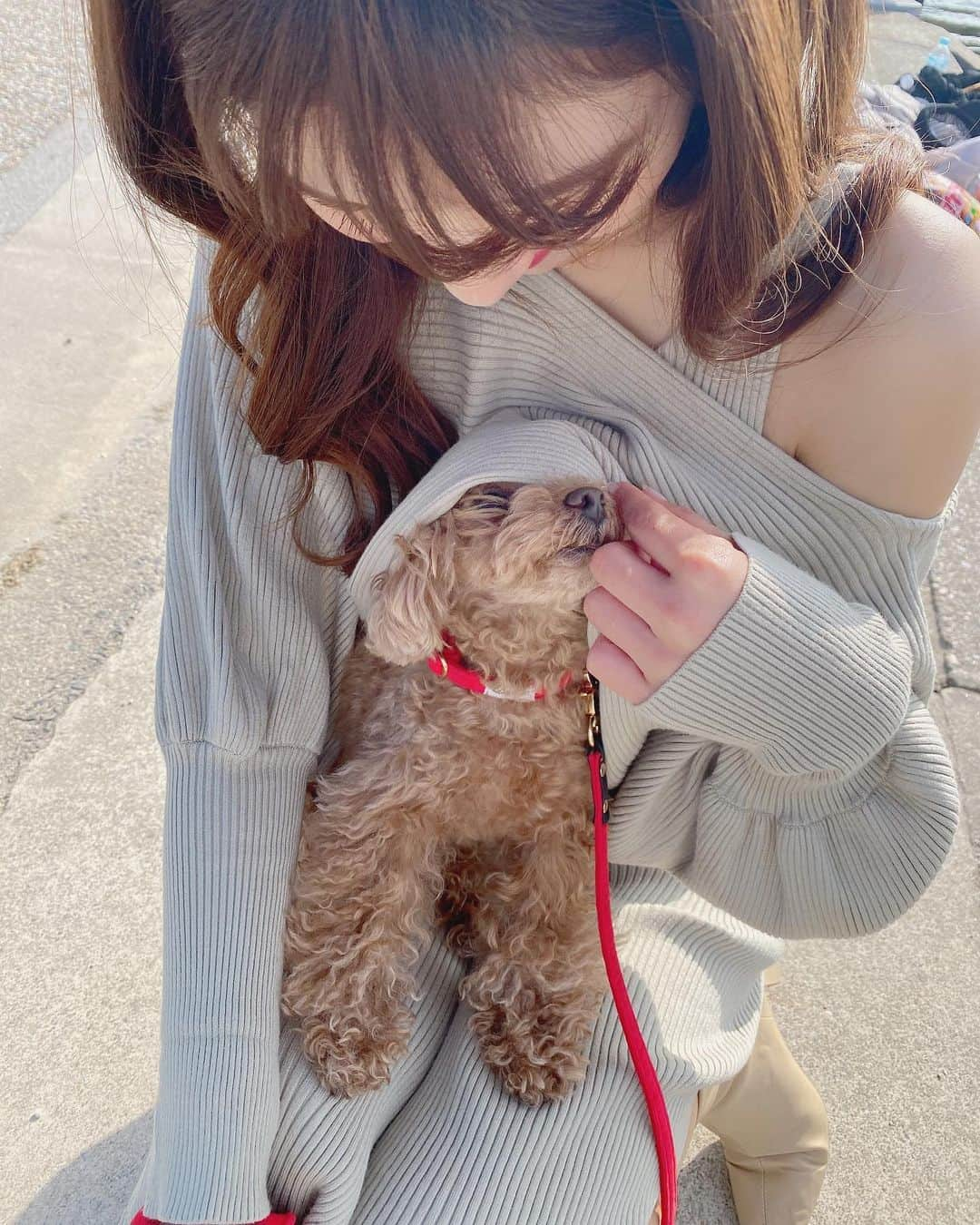 阿比留李帆のインスタグラム：「cherie👼🏼🐩🤍💕 膝の上に座ってたら ニットの中に入っちゃいました☺️」