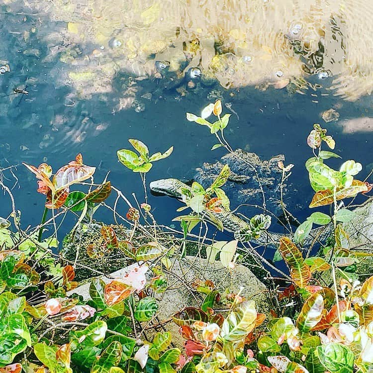吉岡聖恵さんのインスタグラム写真 - (吉岡聖恵Instagram)「急に出てきてHeavy🐍❗️  何か泳いでる！って思ったら😵❕  悠々と泳いでる。」5月6日 15時37分 - kiyoe_yoshioka_official