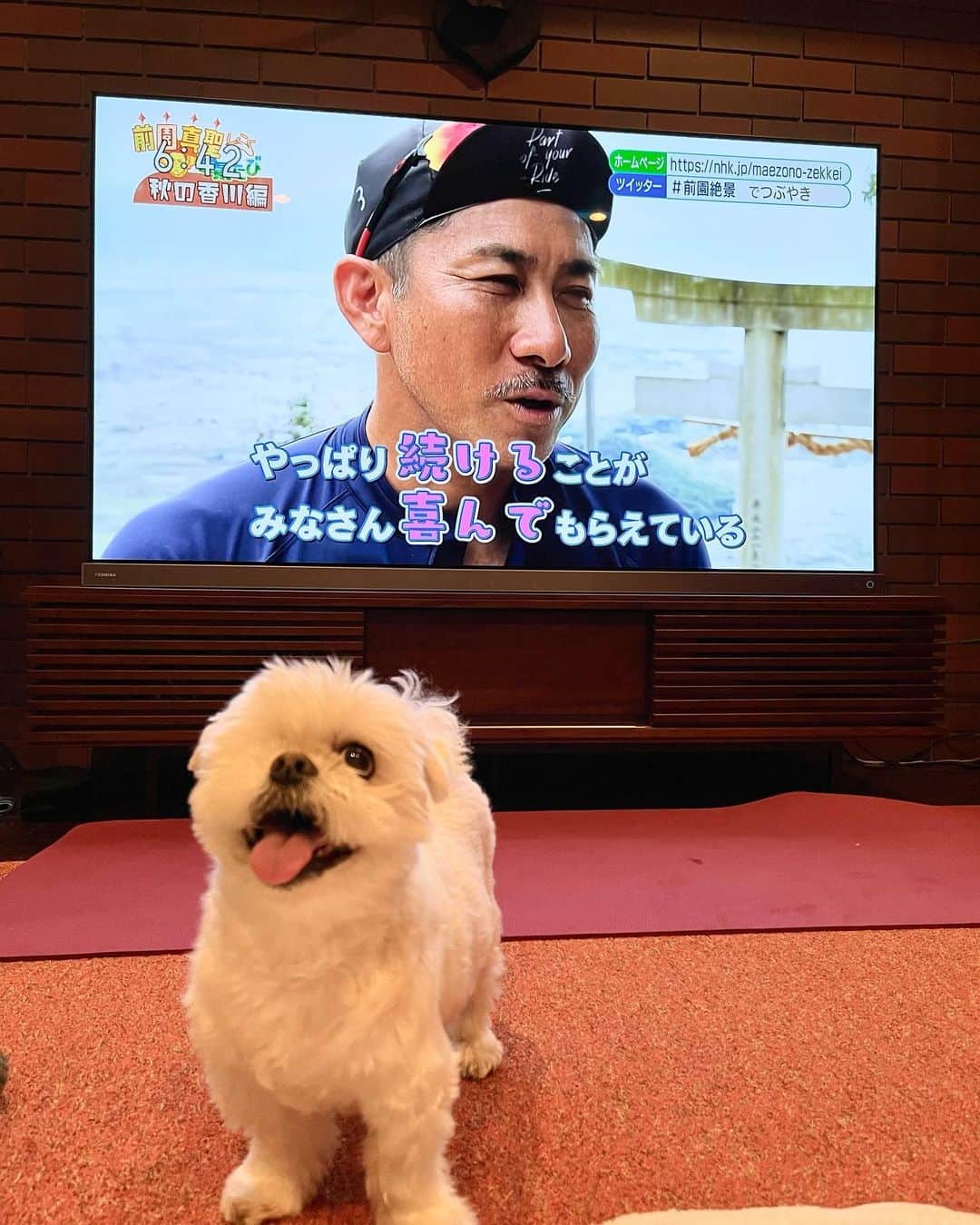 前園真聖さんのインスタグラム写真 - (前園真聖Instagram)「アンジェロはパパがテレビ出ているといつも不思議そうな表情をしています。一緒に居るけどテレビの中でパパの声がする…、どう思っているのかなぁ〜🤔 #アンジェロ #ミックス犬」5月6日 16時23分 - maezono_masakiyo