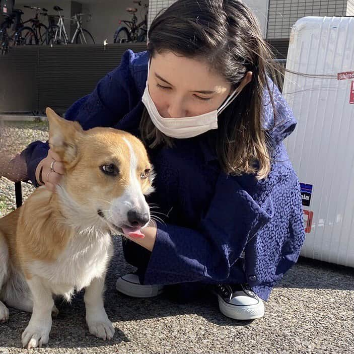 市川紗椰さんのインスタグラム写真 - (市川紗椰Instagram)「やっと菊次郎　@kikujiro_corgi.tokyo に会えた！仕事の移動の合間の3分ほどだったけど、一年分わしゃわしゃしました。 仕事以外はこもりっきりなゴールデンウィークの輝き。 自由に出かけれるようになったらまた会いたい… ちなみに2枚目の写真は菊次郎にマスクを食べられた直後。  (昔、コーギーと同じ胴長仲間のバセットハウンドを飼ってたので、身体の感じや毛質が懐かしかった)  #菊次郎　#ナンバーワンコーギー」5月6日 16時24分 - sayaichikawa.official