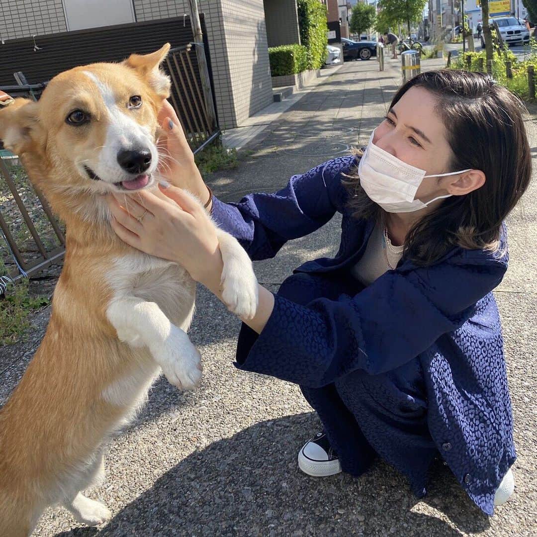 市川紗椰のインスタグラム：「やっと菊次郎　@kikujiro_corgi.tokyo に会えた！仕事の移動の合間の3分ほどだったけど、一年分わしゃわしゃしました。 仕事以外はこもりっきりなゴールデンウィークの輝き。 自由に出かけれるようになったらまた会いたい… ちなみに2枚目の写真は菊次郎にマスクを食べられた直後。  (昔、コーギーと同じ胴長仲間のバセットハウンドを飼ってたので、身体の感じや毛質が懐かしかった)  #菊次郎　#ナンバーワンコーギー」