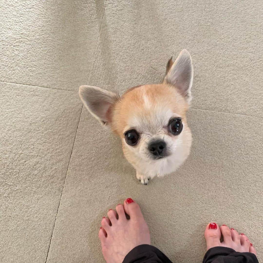 まち(Machi)のインスタグラム：「. 👀 . #chihuahua #chihuahuas #dog #instadog  #weeklyfluff #doglover #chihuahualove #ふわもこ部 #choco #azuki #omochi #チワワ #ちわわ #犬 #スムチー #ロンチー #ちわすたぐらむ #いぬすたぐらむ #ちわわ部」
