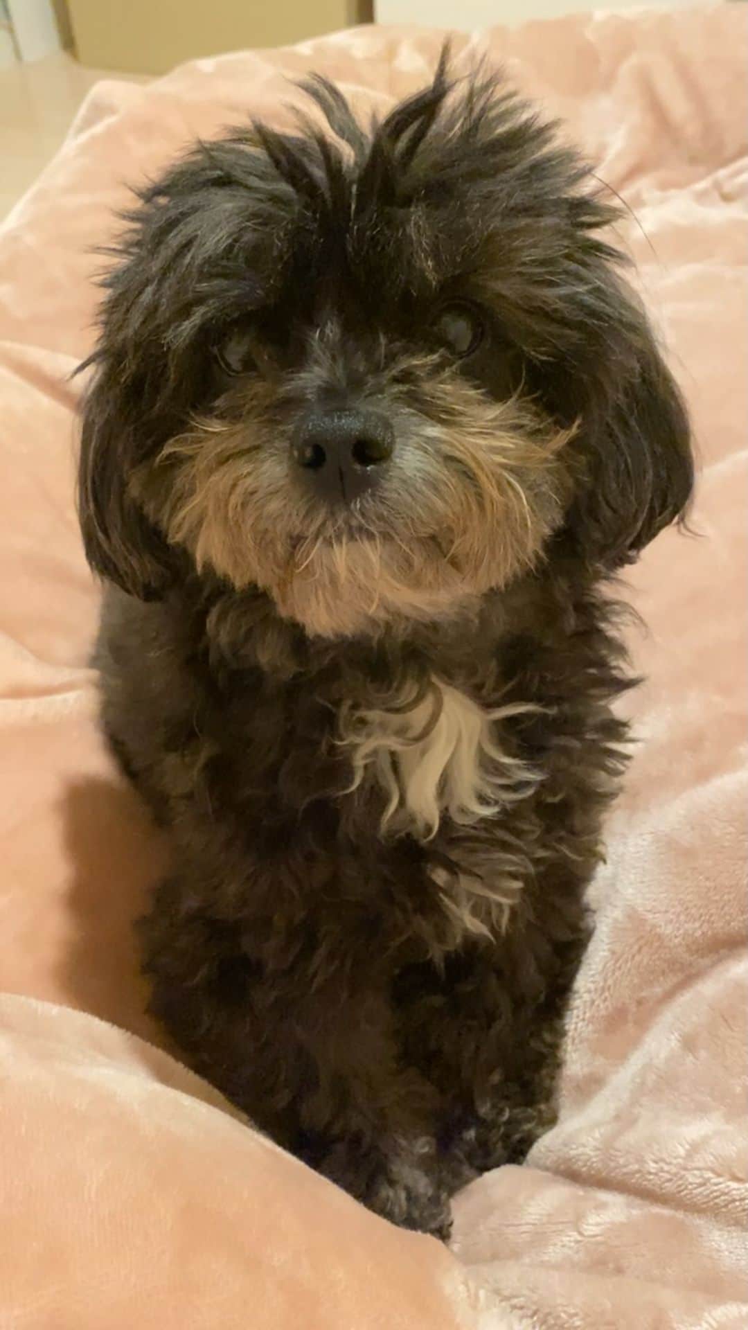 白木優子のインスタグラム：「お腹すいてこちらをガン見😂 #愛犬 #ワンコ #チワプー #チワプー男の子 #白木優子 #熟女 #av」