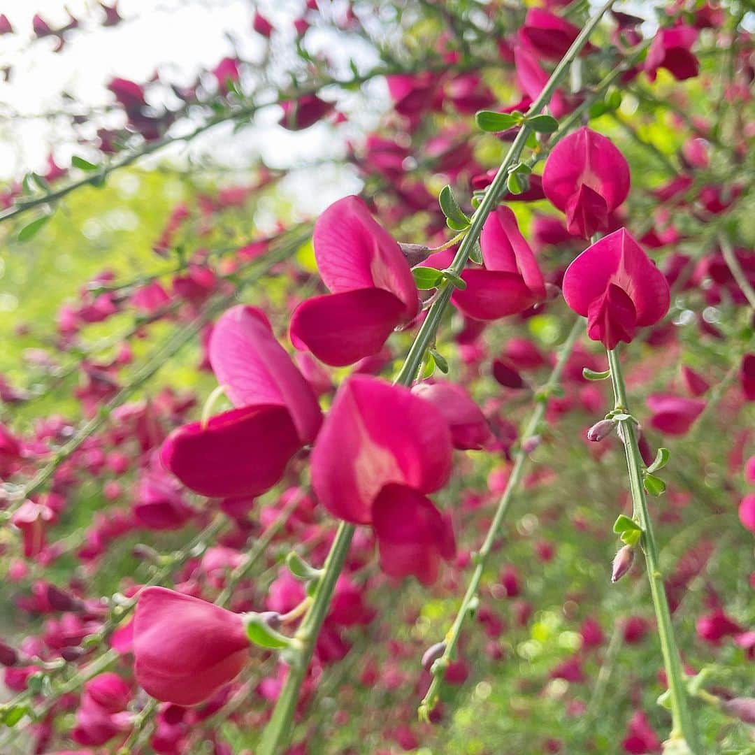 西川瑞希（みずきてぃ）さんのインスタグラム写真 - (西川瑞希（みずきてぃ）Instagram)「わんちゃんのお散歩する時は毎回かわいいお花ないかなぁ〜って探しちゃう//最近も綺麗なお花を見つけたよ🌼  やっぱり自然が大好きっ！落ち着いたら今は1番、緑たっぷりな場所にいきたいなぁ☺︎  今日もいちにちお疲れ様でした//明日も撮影っ頑張ります🌿」5月6日 23時02分 - mizuki_nishikawa_