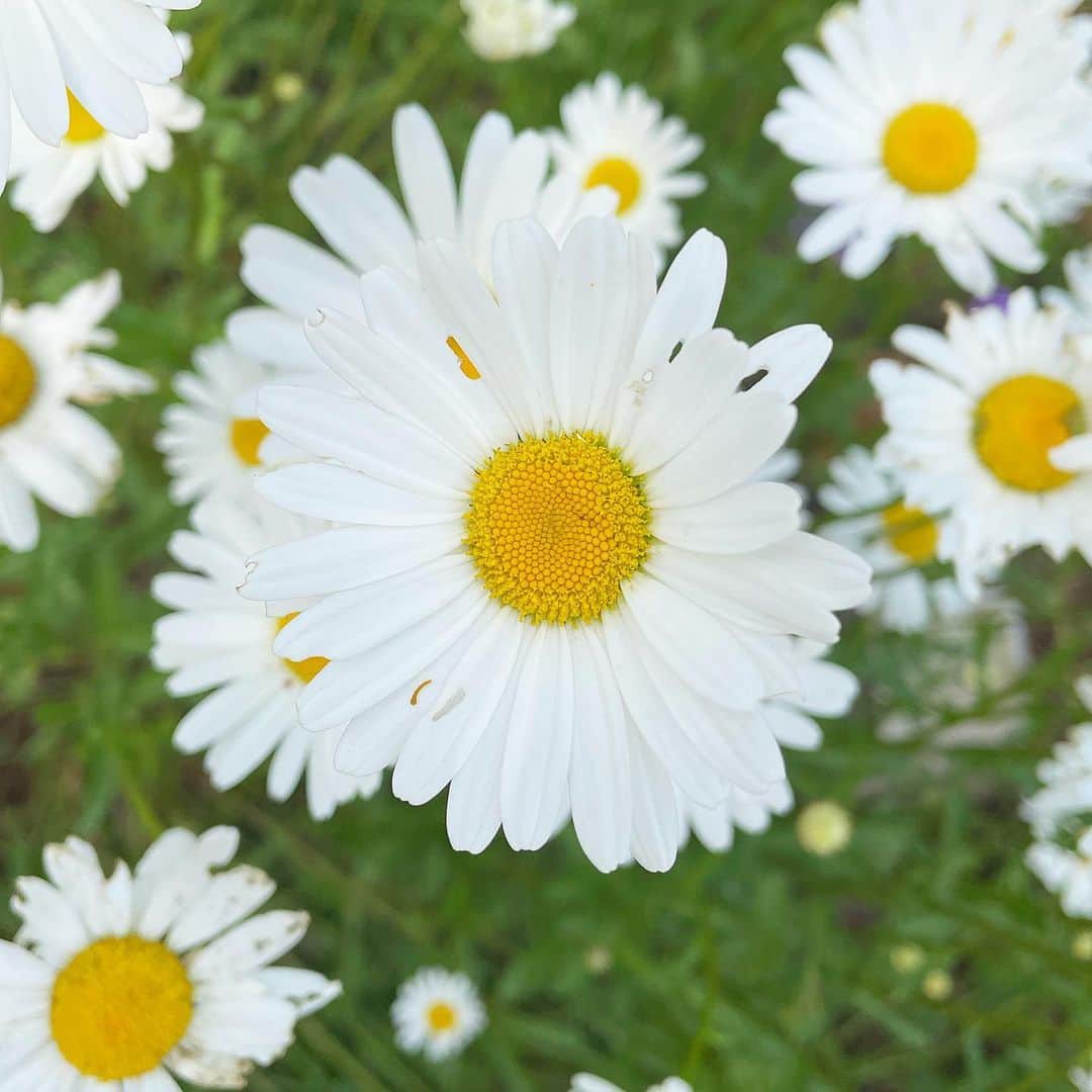 西川瑞希（みずきてぃ）さんのインスタグラム写真 - (西川瑞希（みずきてぃ）Instagram)「わんちゃんのお散歩する時は毎回かわいいお花ないかなぁ〜って探しちゃう//最近も綺麗なお花を見つけたよ🌼  やっぱり自然が大好きっ！落ち着いたら今は1番、緑たっぷりな場所にいきたいなぁ☺︎  今日もいちにちお疲れ様でした//明日も撮影っ頑張ります🌿」5月6日 23時02分 - mizuki_nishikawa_