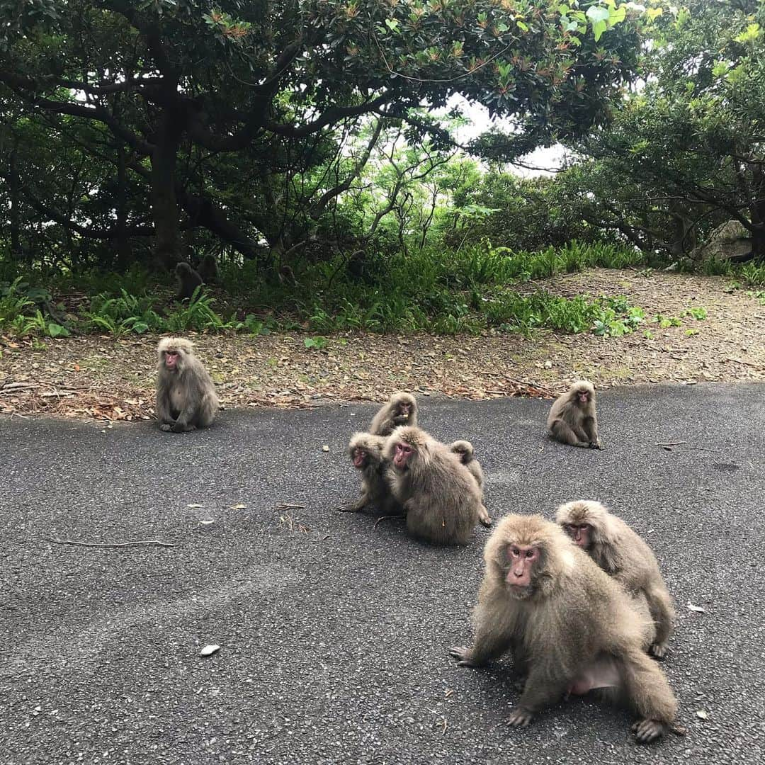 飛河蘭さんのインスタグラム写真 - (飛河蘭Instagram)「山記録2021⛰ 朝4時起きからの7時間の山歩きは辛かった。 ご無沙汰だけど、とりあえず私は元気です🙋‍♂️ 今年こそ富士山行きたい🗻 仲間募集中🏕  #今年初登山 #屋久島  #山女」5月6日 23時30分 - chihiro94ran