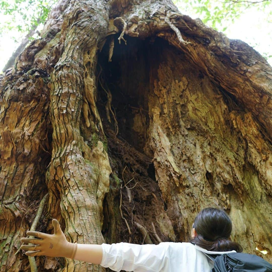 飛河蘭さんのインスタグラム写真 - (飛河蘭Instagram)「山記録2021⛰ 朝4時起きからの7時間の山歩きは辛かった。 ご無沙汰だけど、とりあえず私は元気です🙋‍♂️ 今年こそ富士山行きたい🗻 仲間募集中🏕  #今年初登山 #屋久島  #山女」5月6日 23時30分 - chihiro94ran