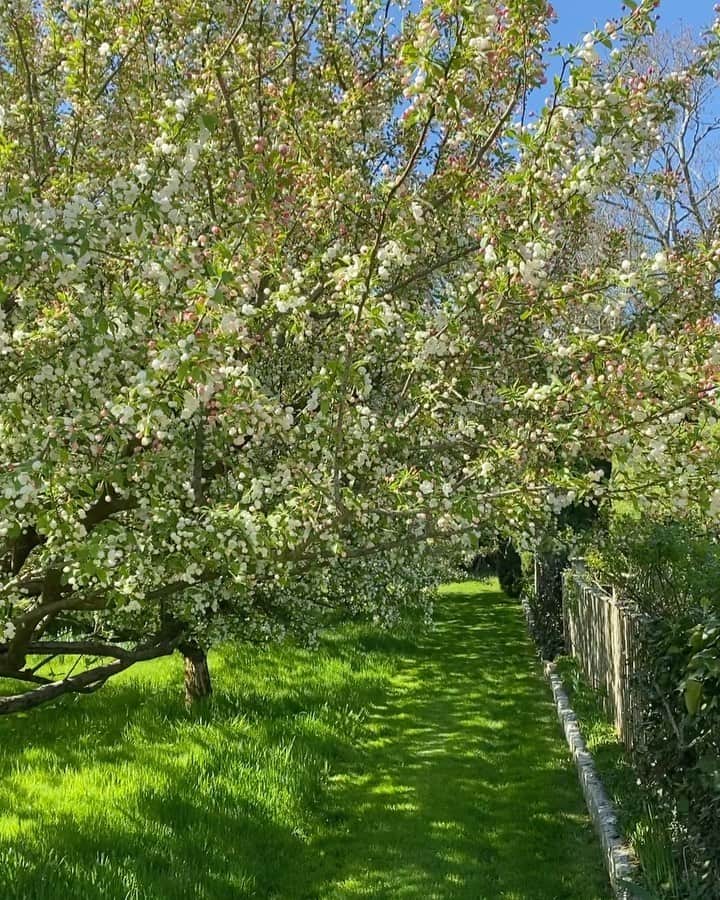アイナ・ガーテンのインスタグラム：「It’s the perfect Spring day and I feel as though I’ve finally emerged from my cave!! #sograteful #crabapples」
