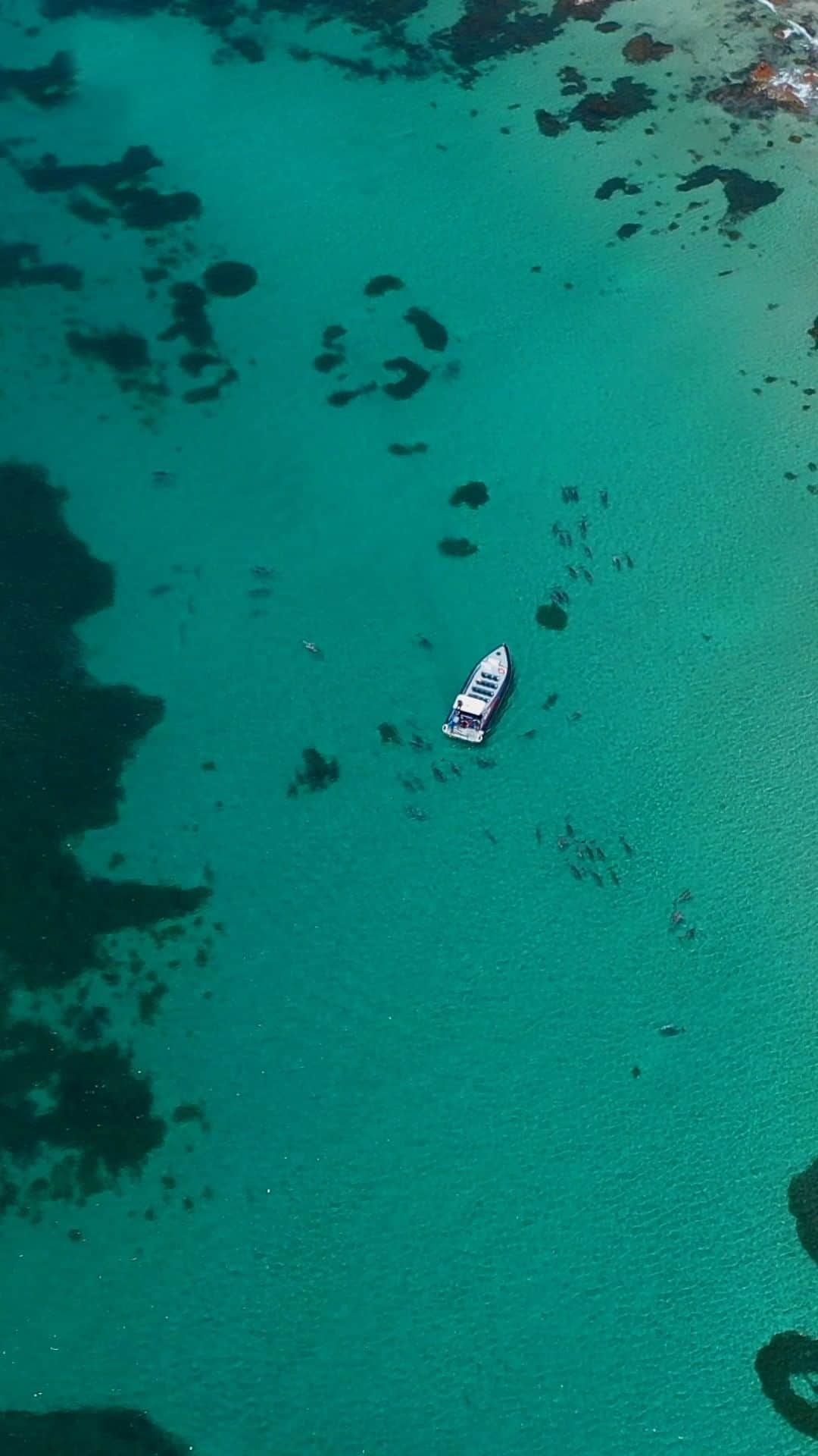 のインスタグラム：「Dubbed the 'Zoo without fences', Kangaroo Island in South Australia is a nature-lover's paradise.」