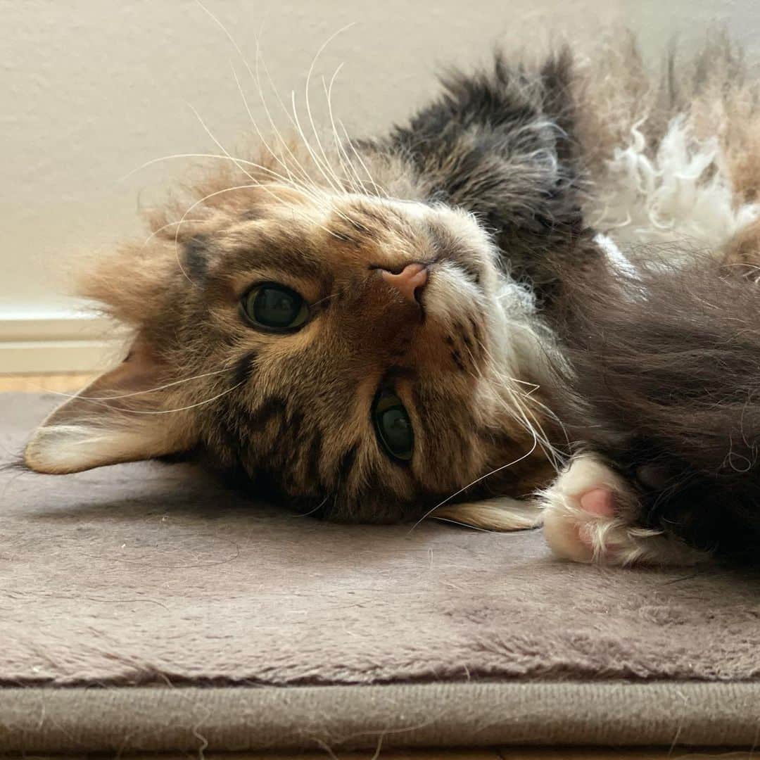 松井玲奈さんのインスタグラム写真 - (松井玲奈Instagram)「ホットカーペットのしまい時が難しい。 未だに嬉しそうにゴロンとしている時がある。ふとみると、ここで猫が溶けていること多々。」5月7日 7時02分 - renamatui27