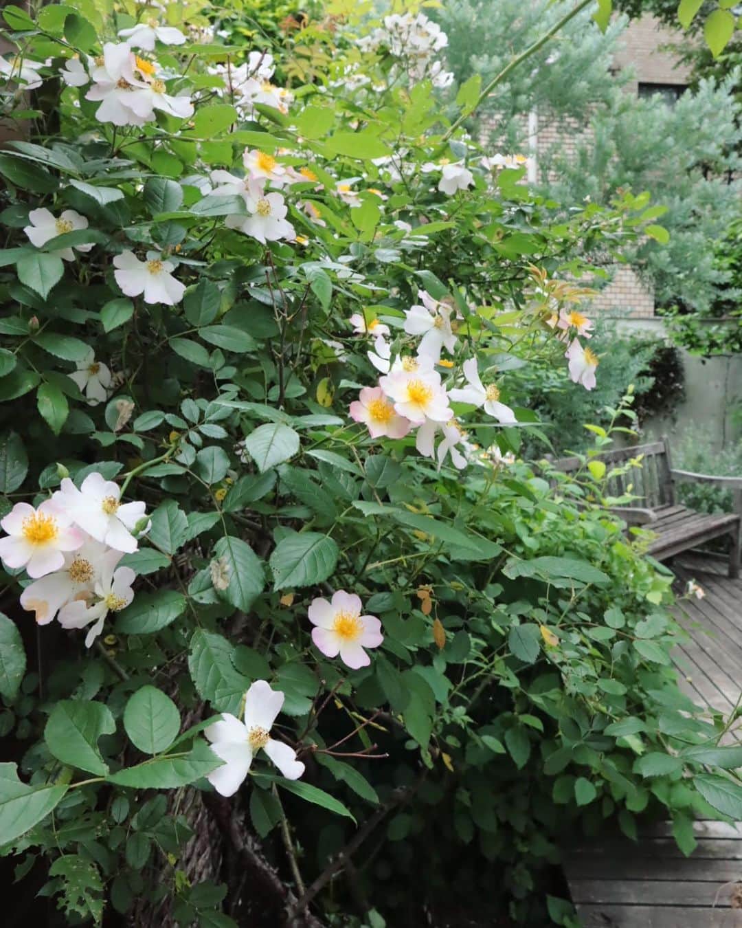 masakiさんのインスタグラム写真 - (masakiInstagram)「Fri.7 May.2021 おはよう。 バラが咲いた♡ 庭がいい香りです。 何にもしてあげてないけれど、 毎年咲いてくれて本当にありがとうと思う。 バラの足元には、アナベルちゃんがスタンバイです。」5月7日 8時46分 - mogurapicassowols
