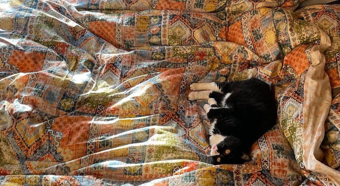もんたの日常さんのインスタグラム写真 - (もんたの日常Instagram)「映画のワンシーンのような  #もんたの日常  #猫好きさんと繋がりたい  #dwarfcat #catstagram #cat #ジト目 #猫」5月7日 18時30分 - montanonichijo