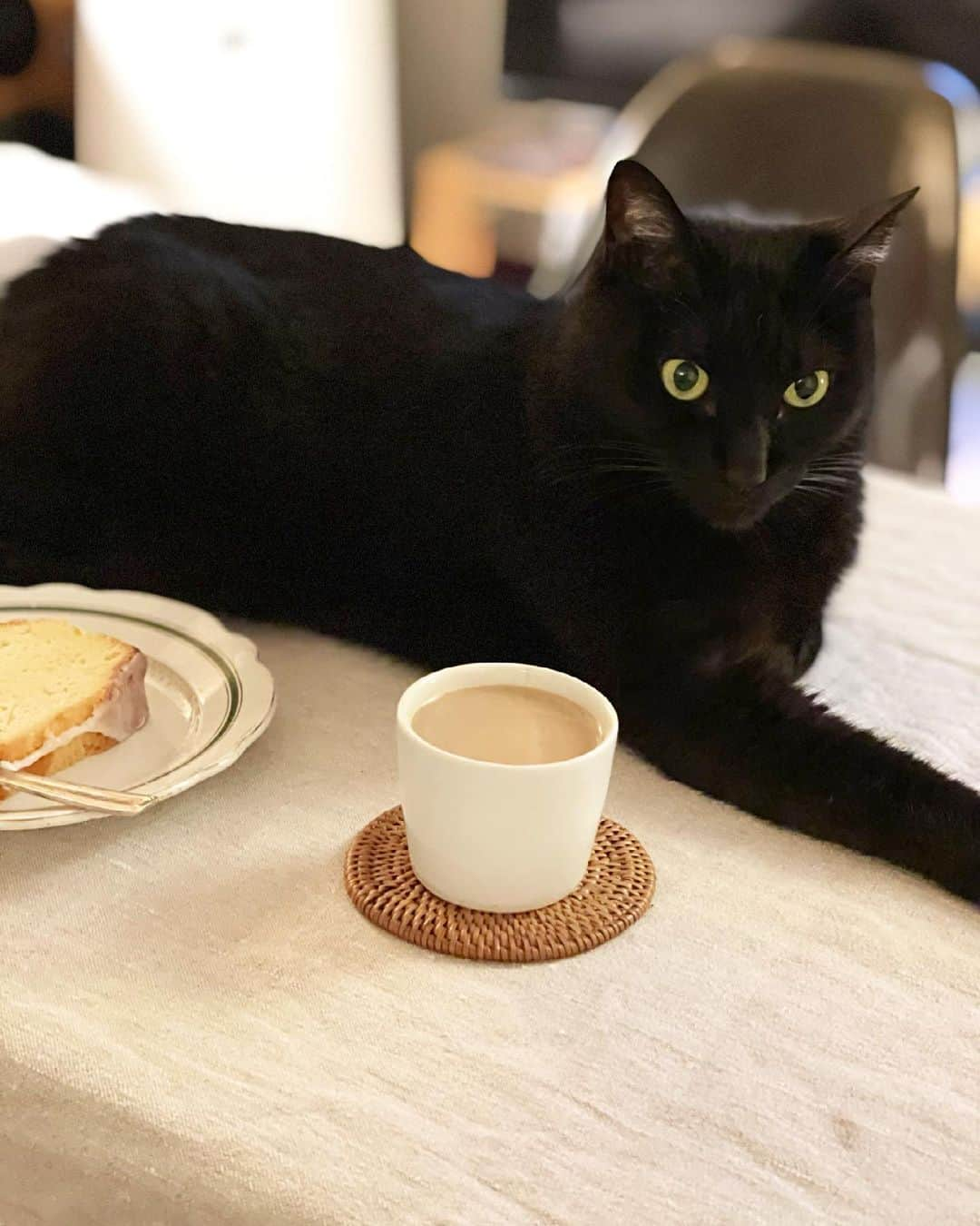 猫沢エミさんのインスタグラム写真 - (猫沢エミInstagram)「カッチョいいピガ兄と休憩お八つタイム☕️  ピガは手脚がほんと長いんだよなぁ。  精悍な顔つきとは真逆の、まったり、おっとりキャラなので、一緒にいるとすごく心がほぐれるんです❤︎  #ピガ兄　#今日は気圧がキツイね…  #愛猫リスペクト配膳」5月7日 18時59分 - necozawaemi