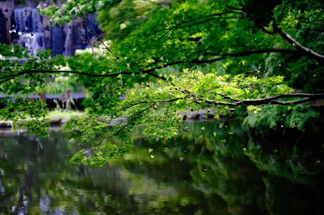 角田美喜のインスタグラム：「緑の写真にマイナスイオンをイメージしました🌿届きますように😊」